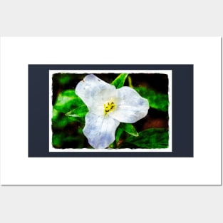 White Trillium 3 Posters and Art